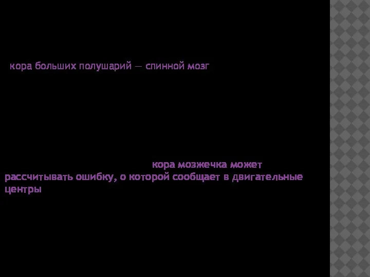 Мозжечок — это функциональное ответвление главной оси «кора больших полушарий