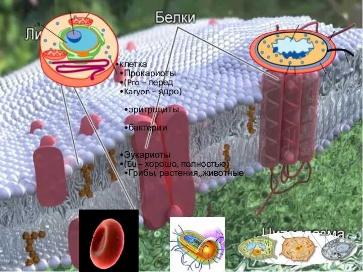 клетка Прокариоты (Pro – перед Karyon – ядро) эритроциты бактерии Эукариоты (Eu –