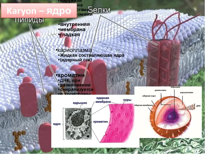 ядро Ядерная оболочка наружная мембрана с выростами и рибосомами внутренняя мембрана гладкая кариоплазма