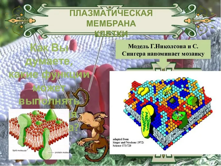 ПЛАЗМАТИЧЕСКАЯ МЕМБРАНА КЛЕТКИ Модель Г.Николсона и С.Сингера напоминает мозаику Как Вы думаете, какие