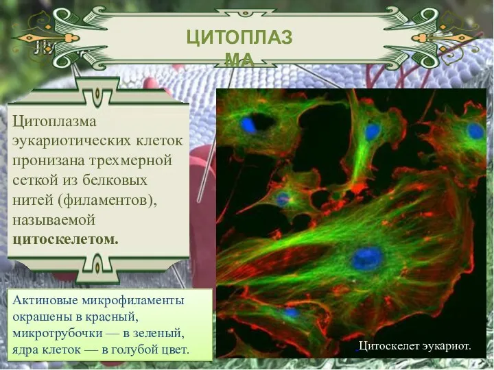 ЦИТОПЛАЗМА Цитоплазма эукариотических клеток пронизана трехмерной сеткой из белковых нитей (филаментов), называемой цитоскелетом.
