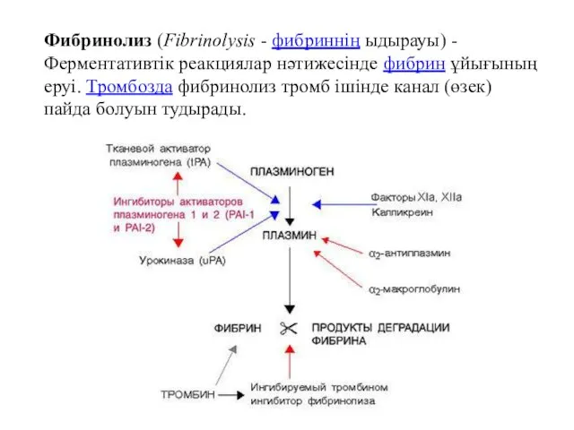 Фибринолиз (Fibrinolysis - фибриннің ыдырауы) - Ферментативтік реакциялар нәтижесінде фибрин