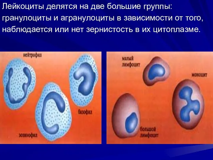 Лейкоциты делятся на две большие группы: гранулоциты и агранулоциты в