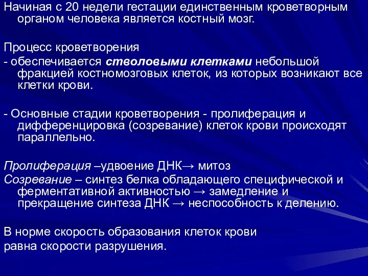 Начиная с 20 недели гестации единственным кроветворным органом человека является