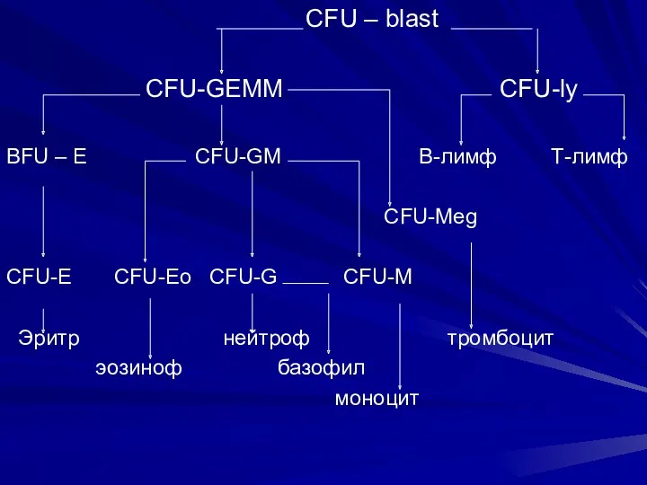 CFU – blast CFU-GEMM CFU-ly BFU – E CFU-GM B-лимф