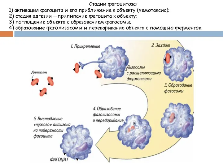 Стадии фагоцитоза: 1) активация фагоцита и его приближение к объекту