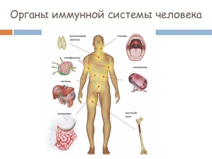 Органы иммунной системы человека