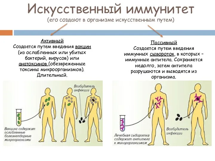 Искусственный иммунитет (его создают в организме искусственным путем) Активный Создается