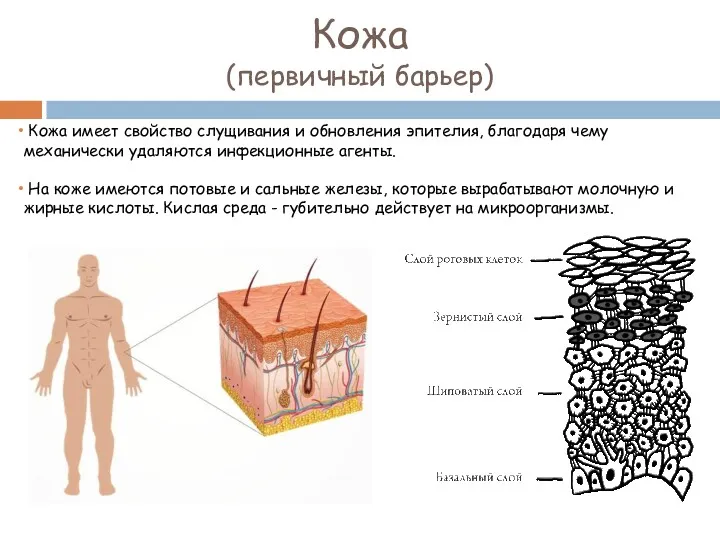 Кожа (первичный барьер) Кожа имеет свойство слущивания и обновления эпителия,