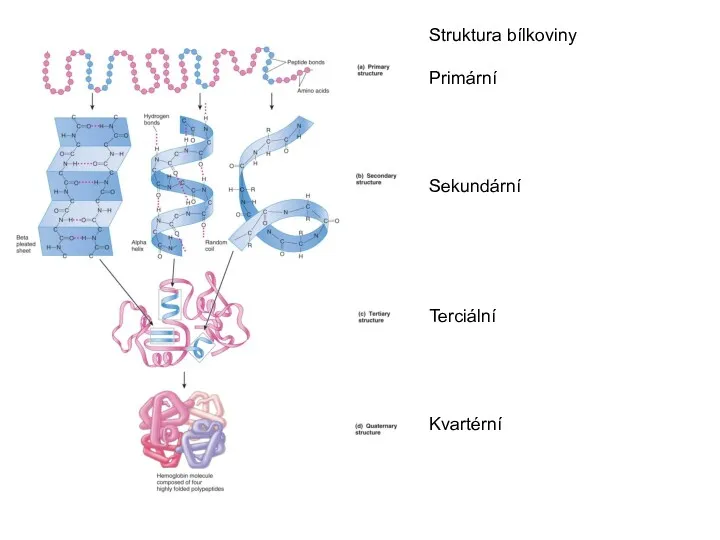 Struktura bílkoviny Primární Sekundární Terciální Kvartérní