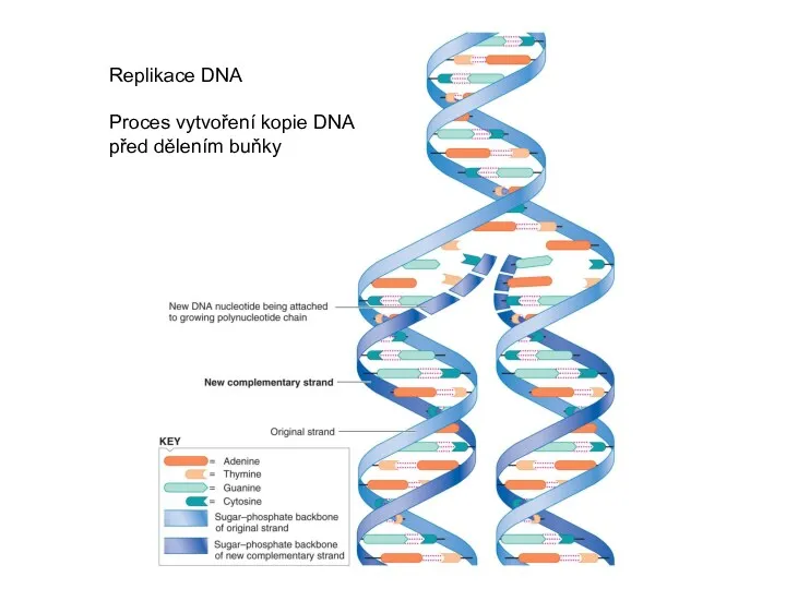 Replikace DNA Proces vytvoření kopie DNA před dělením buňky