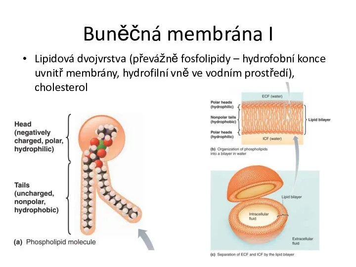 Buněčná membrána I Lipidová dvojvrstva (převážně fosfolipidy – hydrofobní konce