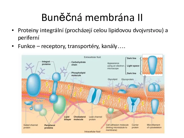 Buněčná membrána II Proteiny integrální (procházejí celou lipidovou dvojvrstvou) a periferní Funkce – receptory, transportéry, kanály….