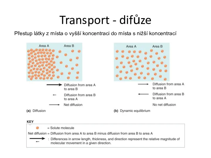 Transport - difůze Přestup látky z místa o vyšší koncentraci do místa s nižší koncentrací