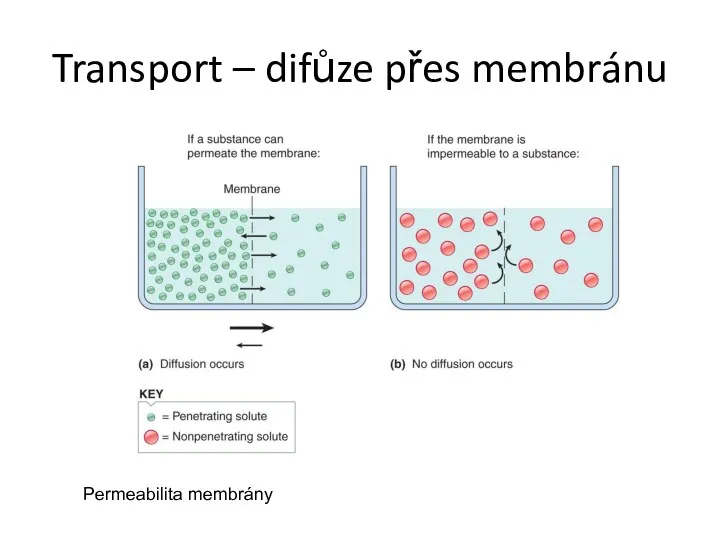 Transport – difůze přes membránu Permeabilita membrány