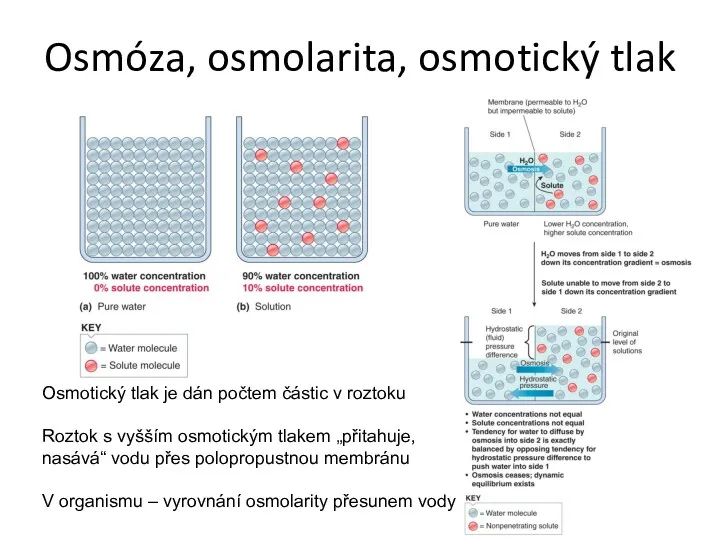 Osmóza, osmolarita, osmotický tlak Osmotický tlak je dán počtem částic