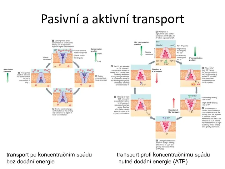 Pasivní a aktivní transport transport po koncentračním spádu transport proti