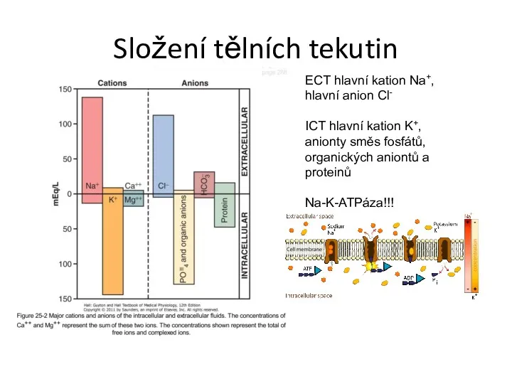 Složení tělních tekutin ECT hlavní kation Na+, hlavní anion Cl-