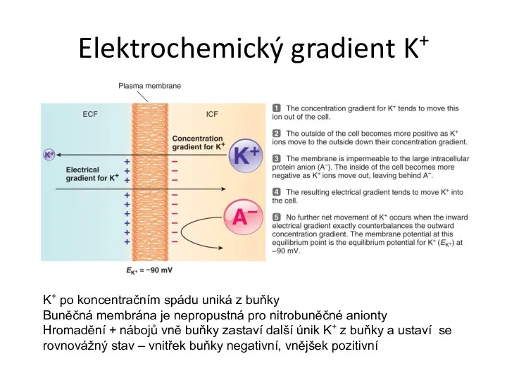 Elektrochemický gradient K+ K+ po koncentračním spádu uniká z buňky