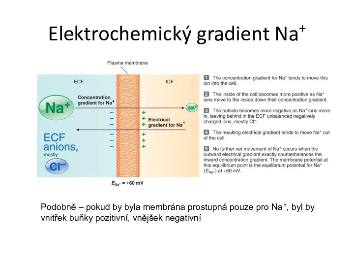 Elektrochemický gradient Na+ Podobně – pokud by byla membrána prostupná