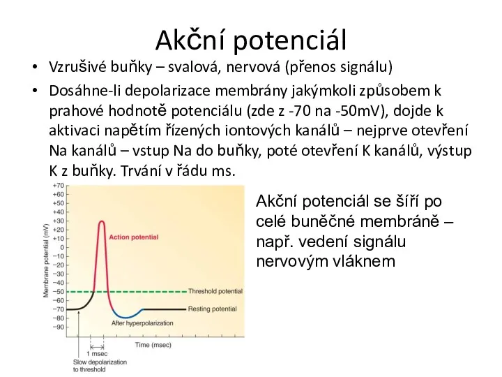 Akční potenciál Vzrušivé buňky – svalová, nervová (přenos signálu) Dosáhne-li