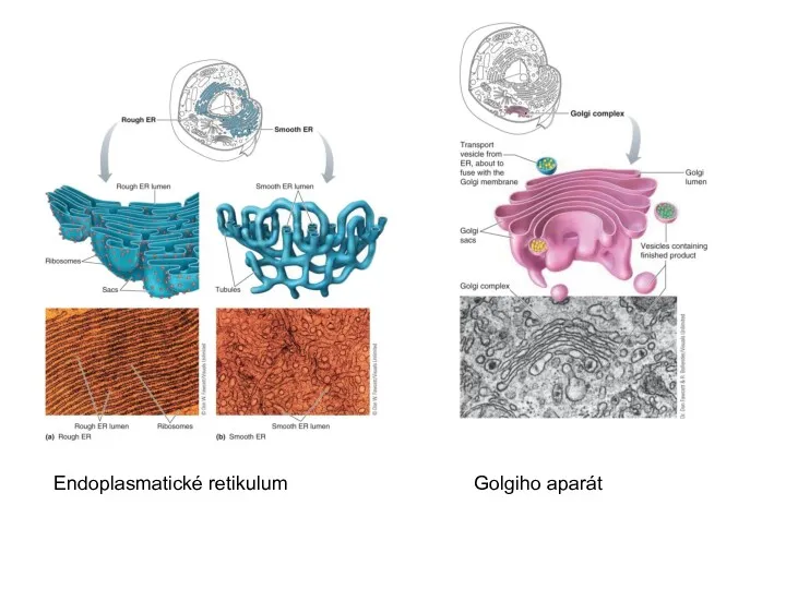 Endoplasmatické retikulum Golgiho aparát