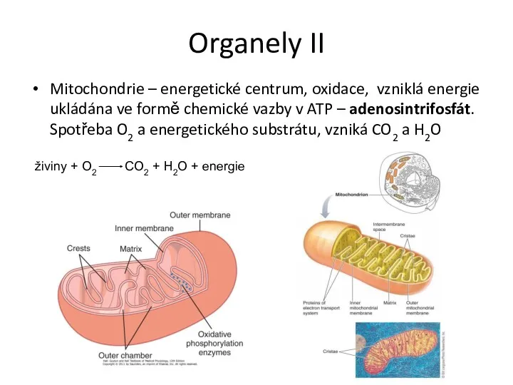 Organely II Mitochondrie – energetické centrum, oxidace, vzniklá energie ukládána