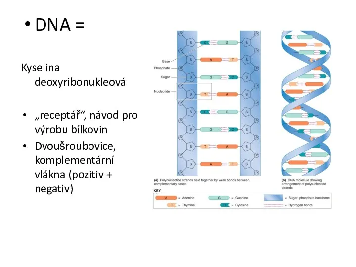 DNA = Kyselina deoxyribonukleová „receptář“, návod pro výrobu bílkovin Dvoušroubovice, komplementární vlákna (pozitiv + negativ)