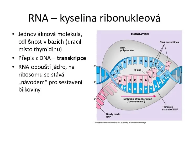 RNA – kyselina ribonukleová Jednovláknová molekula, odlišnost v bazích (uracil