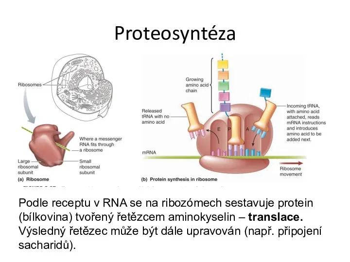 Proteosyntéza Podle receptu v RNA se na ribozómech sestavuje protein