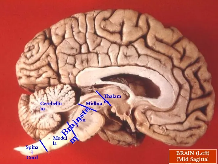 BRAIN (Left) (Mid Sagittal View) Cerebellum Brainstem