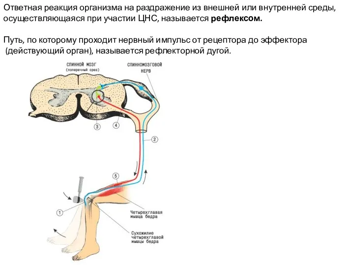 Ответная реакция организма на раздражение из внешней или внутренней среды,