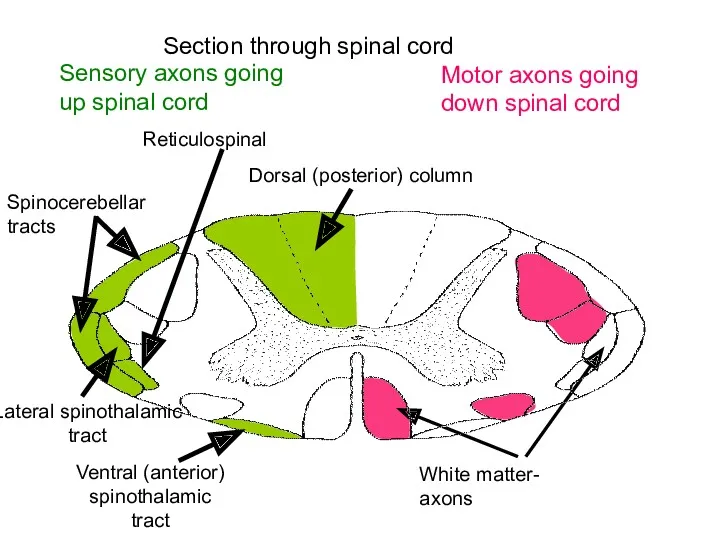 Section through spinal cord Sensory axons going up spinal cord