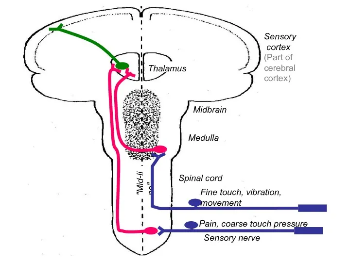 Sensory cortex (Part of cerebral cortex) Midbrain Medulla Spinal cord