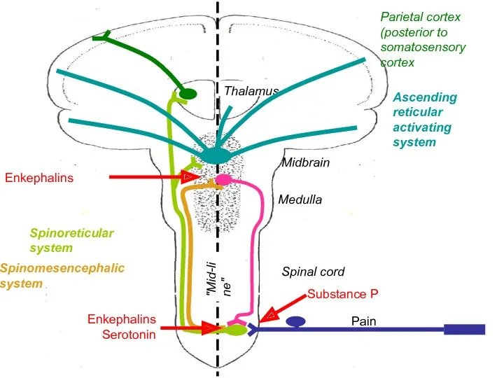 Midbrain Medulla Spinal cord "Mid-line" Thalamus Pain Parietal cortex (posterior