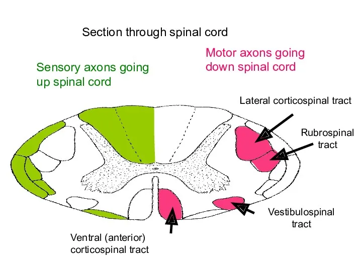 Section through spinal cord Sensory axons going up spinal cord Motor axons going down spinal cord