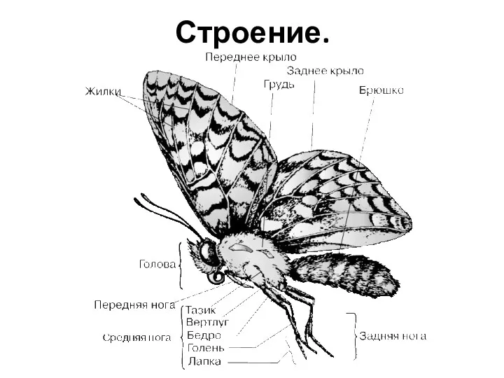 Строение.