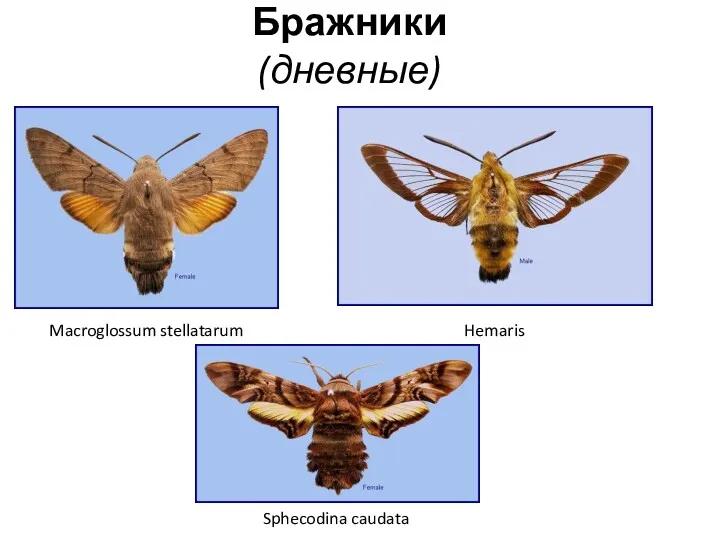 Бражники (дневные) Macroglossum stellatarum Hemaris Sphecodina caudata