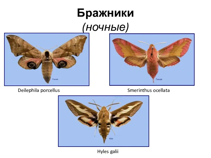 Бражники (ночные) Hyles galii Deilephila porcellus Smerinthus ocellata