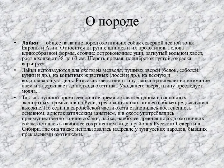 О породе Лайки — общее название пород охотничьих собак северной