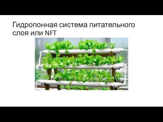 Гидропонная система питательного слоя или NFT