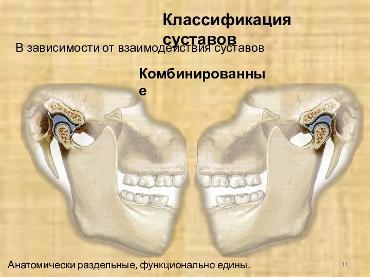 Анатомически раздельные, функционально едины. Классификация суставов В зависимости от взаимодействия суставов Комбинированные