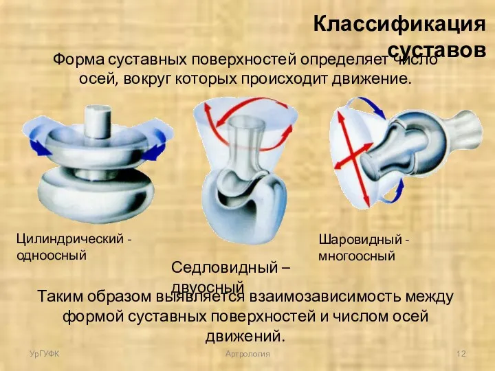 Классификация суставов Форма суставных поверхностей определяет число осей, вокруг которых