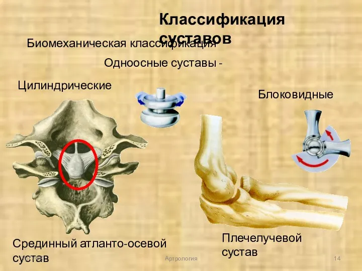 Классификация суставов Биомеханическая классификация Одноосные суставы - Цилиндрические Блоковидные Срединный атланто-осевой сустав Плечелучевой сустав УрГУФК Артрология