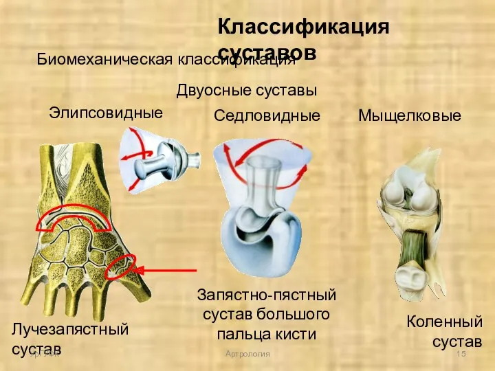 Классификация суставов Биомеханическая классификация Двуосные суставы Элипсовидные Мыщелковые Седловидные Лучезапястный