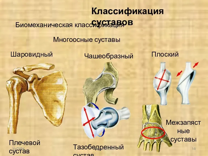 Классификация суставов Биомеханическая классификация Многоосные суставы Шаровидный Чашеобразный Плоский Плечевой