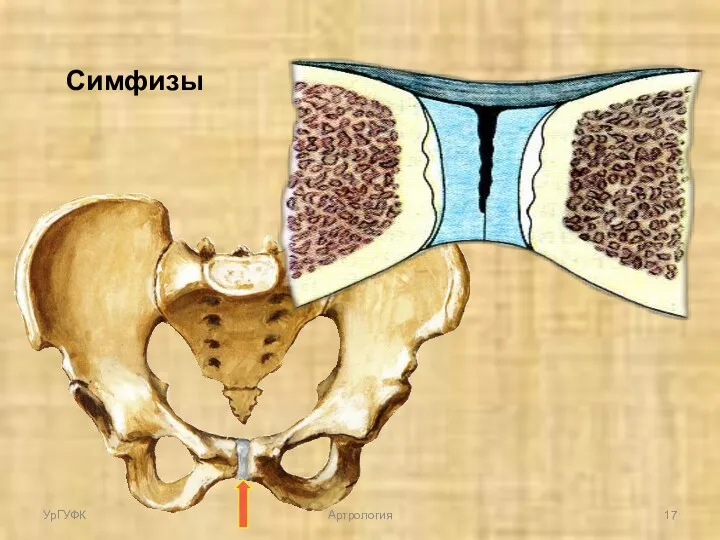 Симфизы УрГУФК Артрология