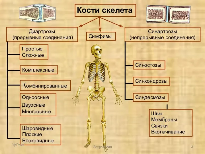 Кости скелета Диартрозы (прерывные соединения) Синартрозы (непрерывные соединения) Синостозы Синхондрозы