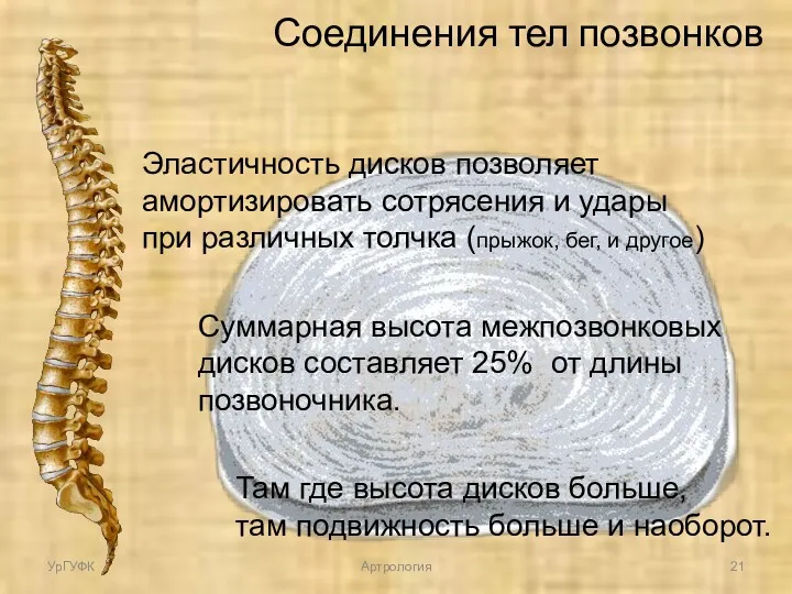 Суммарная высота межпозвонковых дисков составляет 25% от длины позвоночника. Там