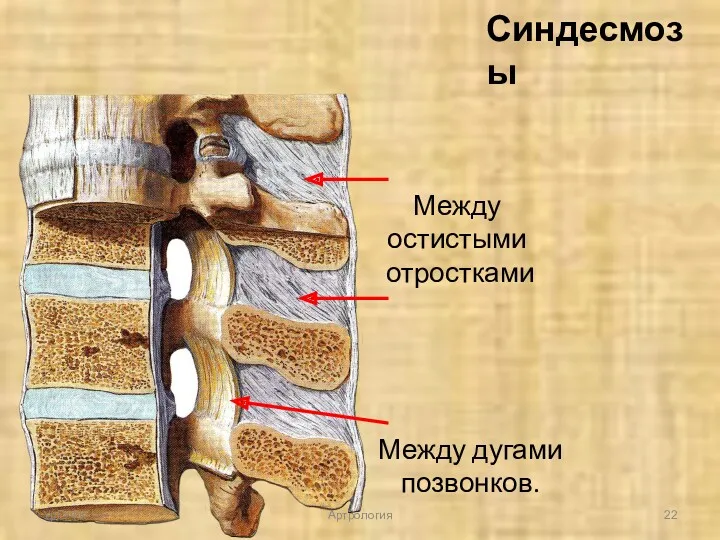 Синдесмозы Между остистыми отростками Между дугами позвонков. УрГУФК Артрология